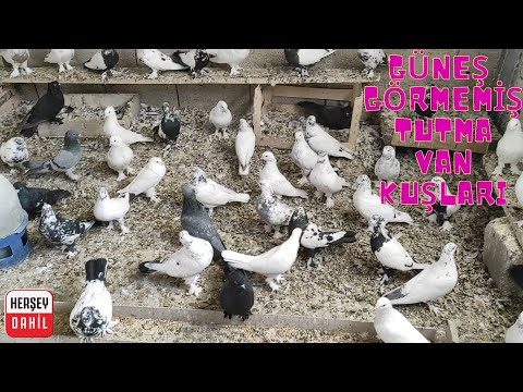 Video: En İyi Başlangıç Kuşları
