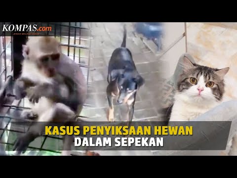 Video: 61 Kucing Dan Anjing Disita Dari Rumah Kecil 'Kotor' Dalam Kasus Kekejaman Terhadap Hewan
