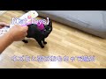 【Cat Toys】猫のおもちゃ：ネズミと羽のおもちゃで遊ぶ