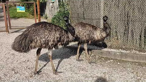Was für ein Geräusch macht ein Emu?