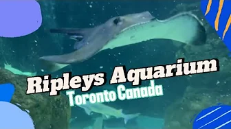 The Stingrays were so cool - Ripley’s Aquarium