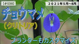 【#038】チョウマメ栽培