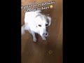 Funny cats and dogs video #17 🤣