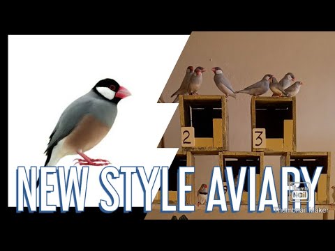 Java finch breeding - YouTube