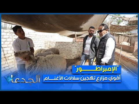 الإمبراطور أقوى مزارع التهجين بين سلالات الأغنام العالمية بتولد وحوش بأوزان لا تصدق