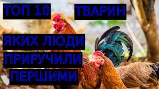 ПЕРШІ ПРИРУЧЕНІ ЛЮДИНОЮ ТВАРИНИ | ТОП 10