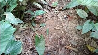 Mencari sarang ayam hutan || Mencari sarang ayam sempidan #berburu #unik #viral #wongborneo88