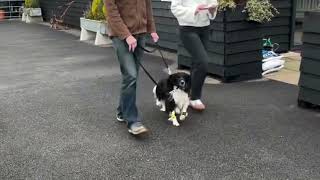 Cpd At Splash Paws Rehab Center