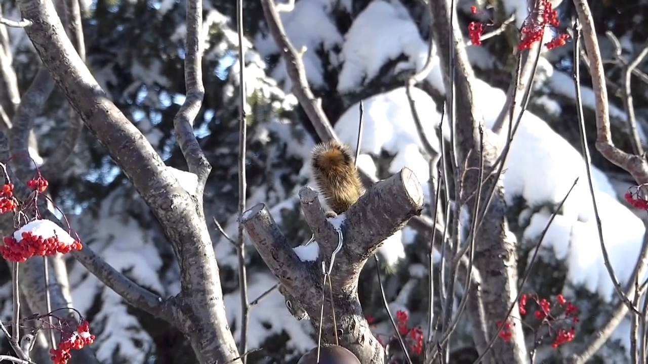 camera iphone 8 plus apk ✨59✨GEESE AND DUCKS WITH SQUIRREL... DEDICATION VIDEO FOR BEN A