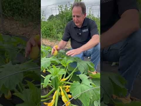 Video: What Is Crookneck Squash – Gojenje Crookneck Squash na vrtu