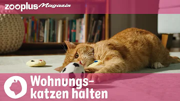 Was ist wichtig für wohnungskatzen?