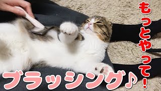 ブラッシング気持ちいい～♪な猫【スコティッシュフォールド】【Scottish Fold】