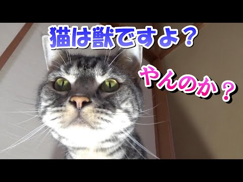 猫の怖いところ (アメリカンショートヘア)