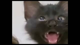 Black Cat Huh ❤️ #Blackcat #Catmemes #Cat