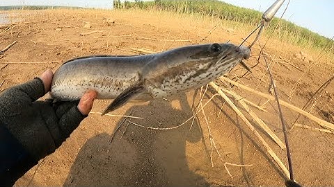 Câu cá lóc tự nhiên P13#sông ray#bầu cạn