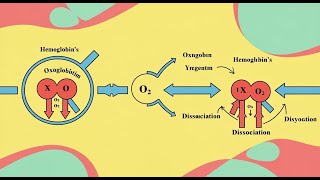Hemoglobin’s Oxygen Binding Affinity : A Visual Explanation Explained In Hindi