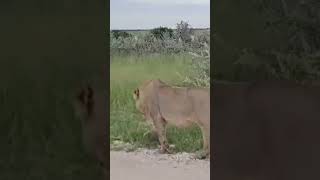 Closer encounter with the lion in Etosha NP.