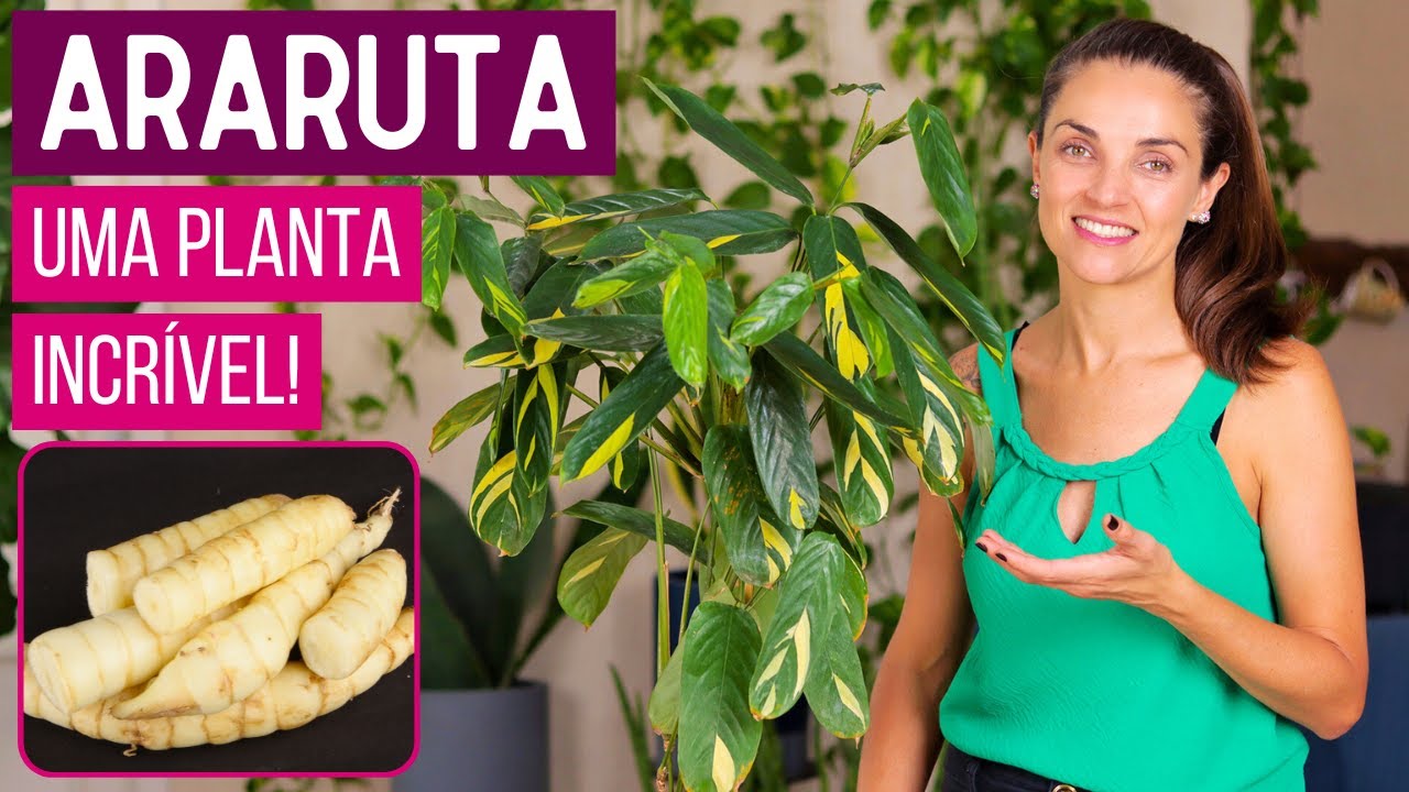 ARARUTA 🌿 uma PLANTA INCRÍVEL para VOCÊ CULTIVAR em CASA