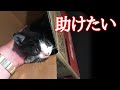 車からポイ捨てされた子猫を保護