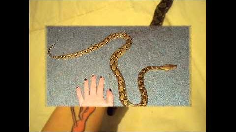 My Reticulated Python (Music Video)