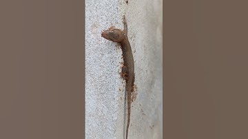 Lizard vs Ants | #foryou #shorts #short