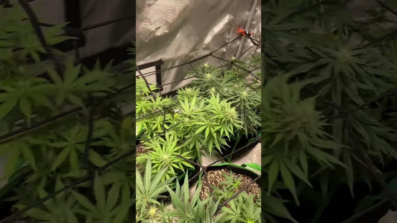 Cookie Breath-Green Point Seeds