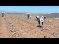 asi se planta el agave en jalisco(cuadrilla corcalaj y milero)