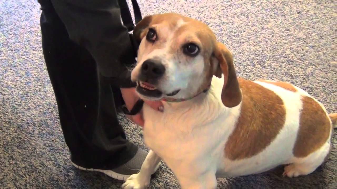 WDHA's Rock N' Ruff with Butterfly