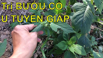 Trị Bệnh Bướu Cổ, U Tuyến Giáp Bằng Cây Rau Tầu Bay - Rau Cải Trời...