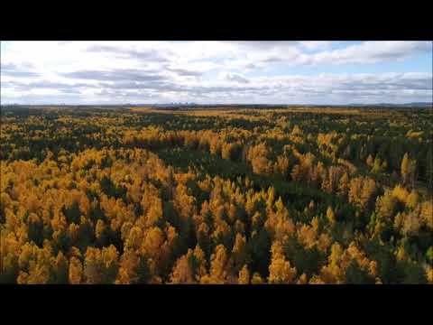 Осенний лес