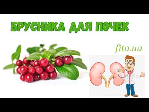 Брусника для почек и не только! Настой или чай?