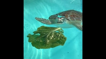 Thumbnail of Cue Jaws theme song  #turtletuesday #greenseaturtle #slowmo #jaws #turtle #lifeisbutadream #animals