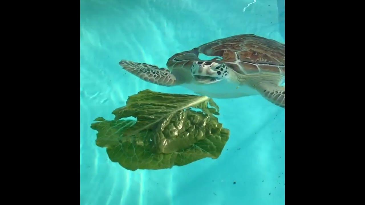 Cue Jaws theme song  #turtletuesday #greenseaturtle #slowmo #jaws #turtle #lifeisbutadream #animals