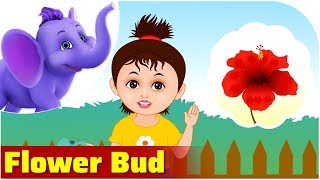 Flower Bud | Nature song for Kids | 4K | Appu Series