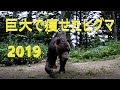 巨大で痩せたヒグマ 2019年も 再び現れました
