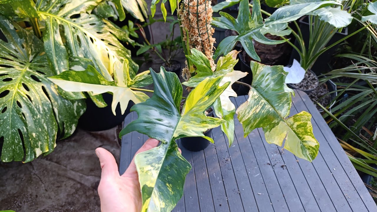 Philodendron florida beauty i inne hybrydy.