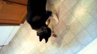 Siberian Husky And Mouse Trap Funny