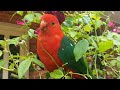 Friendly Wild King Parrot Parents and their Babies!