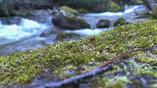 River Rocks and Emerald Moss