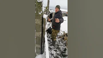 Самый гуманный способ забоя свиньи!!!