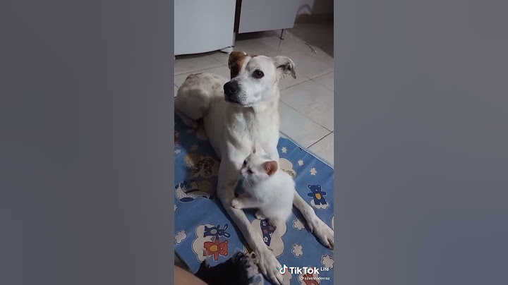 gato e cachorro juntos ❤ são as coisas mais lindas