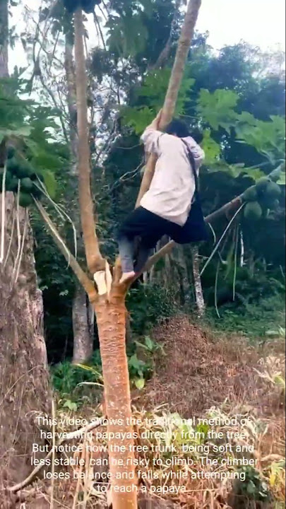 Musim Gugur yang Mengejutkan Saat Memanen Pepaya dari Pohon yang Tinggi!