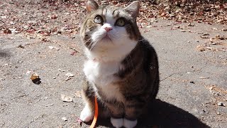 Maru goes for a walk to see beautiful maple autumn leaves.