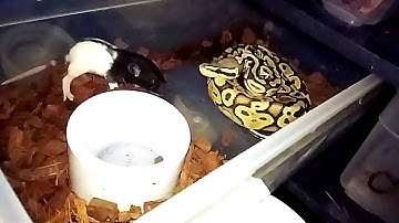 Slow motion Ball Python feeding