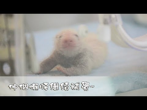 《熊貓早晚安》熊貓小嬰兒的軟萌懶腰 | iPanda