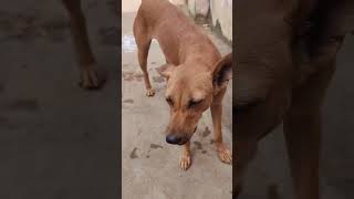 | 😂😂 dog lover, dog for ever, dog video pet, vadivelu version