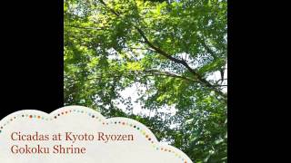 Cicadas At The Kyoto Ryozen Gokoku Shrine