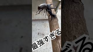 国産対決オオクワガタVsカブトムシ