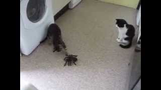Cat Attacks HUGE Spider in Kitchen