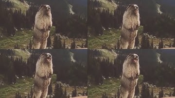 64 angry screaming groundhog